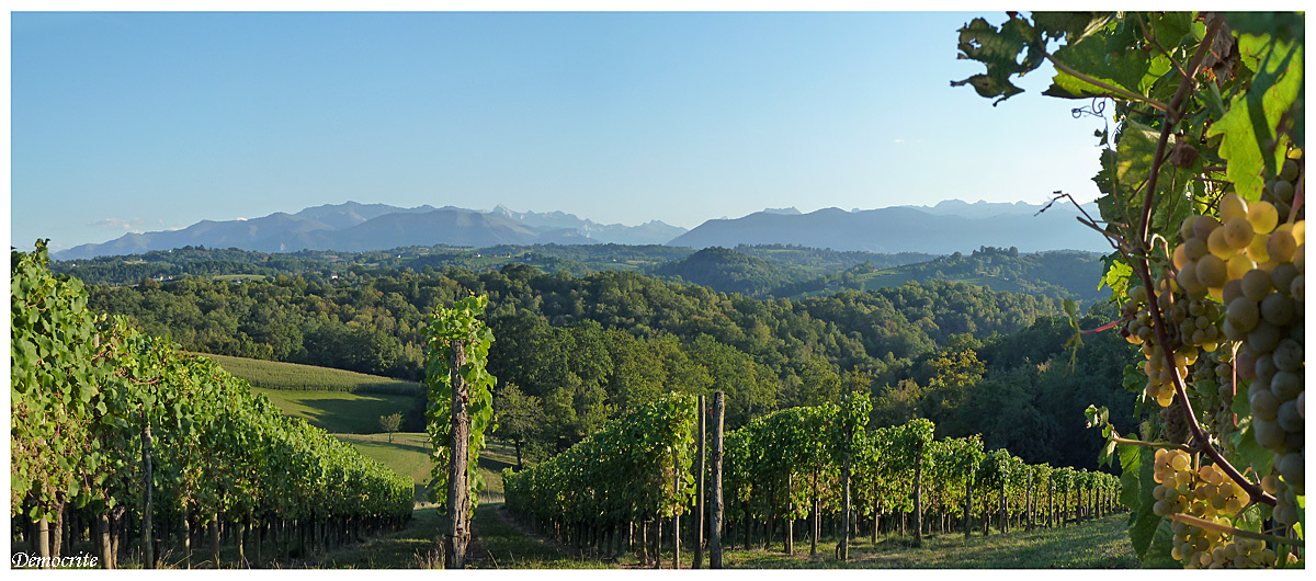 Le vignoble du Jurançon face aux Pyrénées