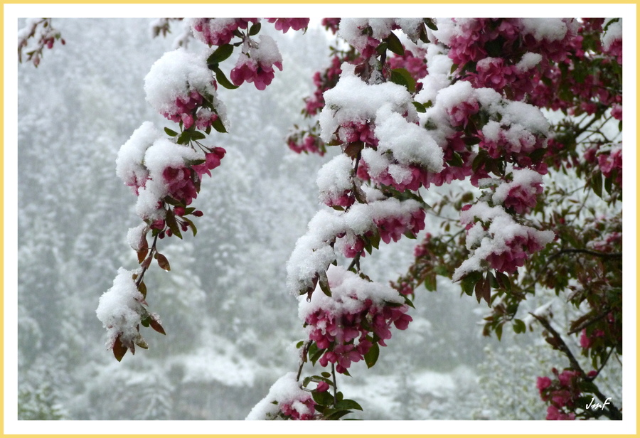 neige sur les arbres en fleurs...