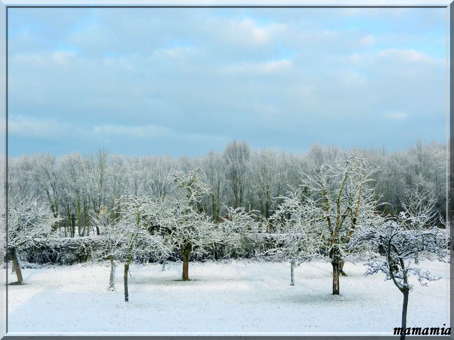 Pomme de neige.....