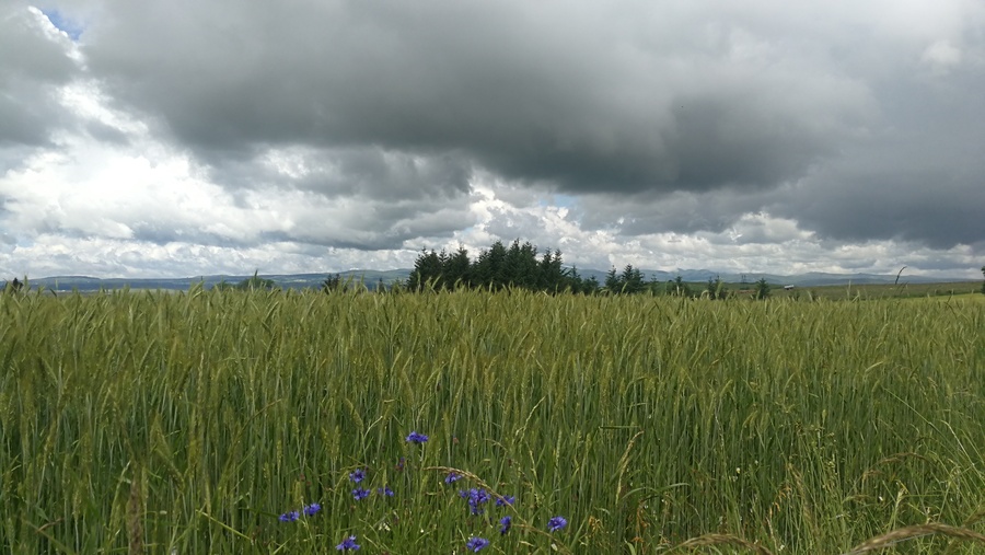 PhotoLive, la météo en photos, en temps réel.